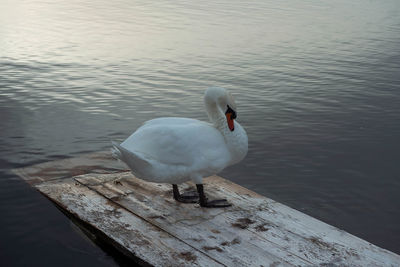 High angle view of swan in lake