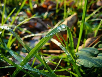 Close-up of damselfly on grass