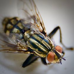 Close-up of fly