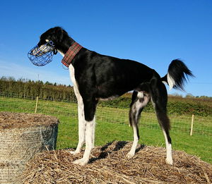 Side view of horse standing on field against clear sky