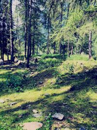 Trees growing in forest