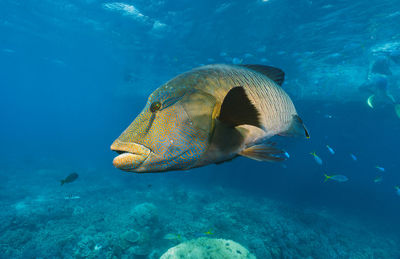 Close-up of fish swimming in sea