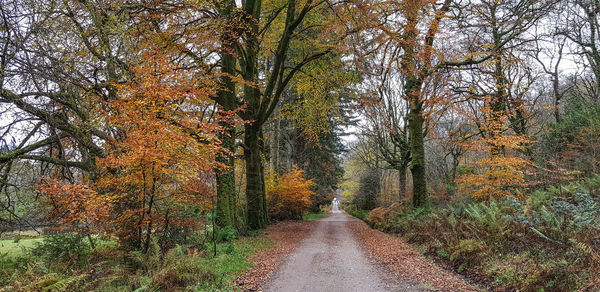 Road amidst trees in forest during autumn