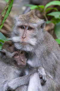 Close-up of monkey