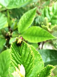 Close-up of insect on plant