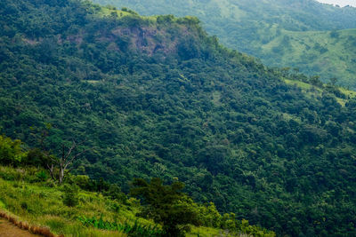 High angle view of pine trees on mountain