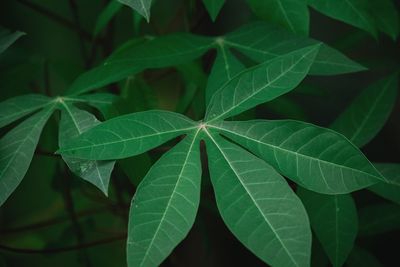 Close-up of green leaves