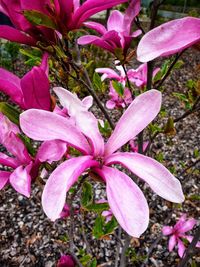 High angle view of pink flowering plant