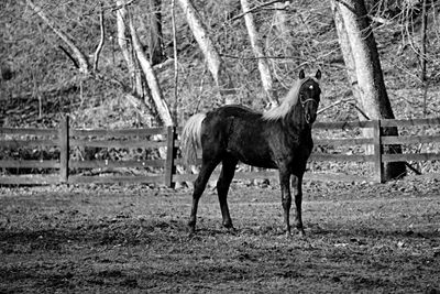 Horse standing on field