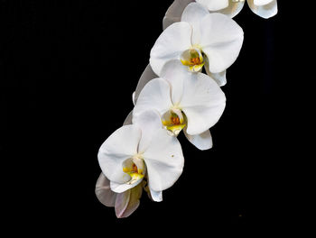Close-up of flower against black background