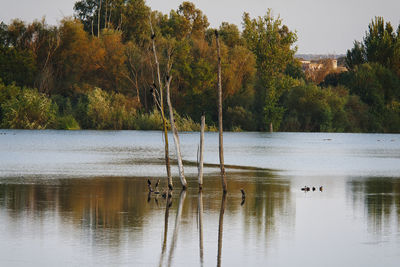 Swan swimming in lake against trees