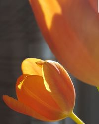 Close-up of orange day lily