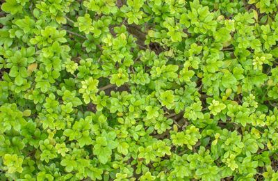 Full frame shot of fresh green plants