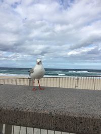 Seagull on beach