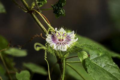 Close-up of purple flowering plant