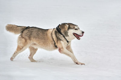 Running husky dog on sled dog racing. winter dog sport sled team competition. siberian husky dog