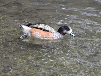 High angle view of duck swimming in lake