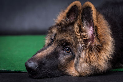 Portrait of the german shepherd long hair dog