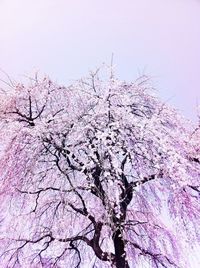 Low angle view of tree