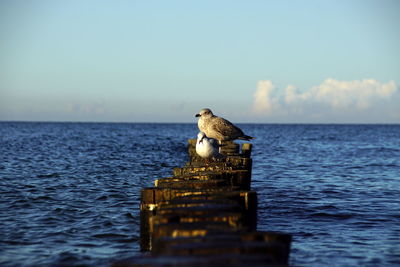 View of bird on wooden post by sea against sky