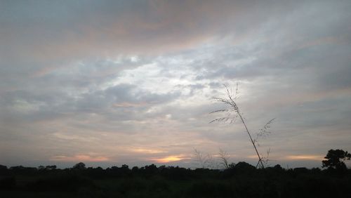 Silhouette trees on field against sky at sunset