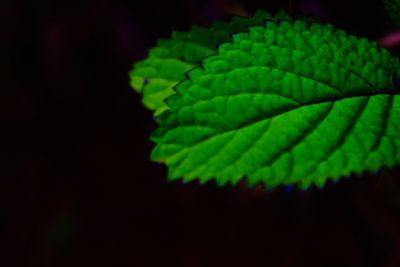 Close-up of green leaves