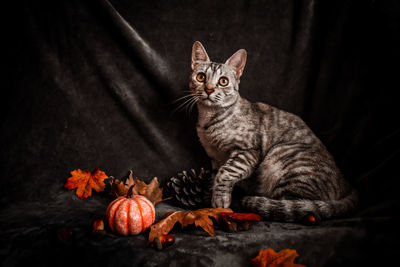Portrait of cat on leaves