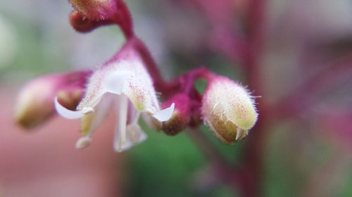 Close-up of pink flower