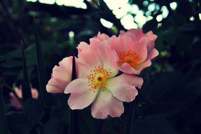 Close-up of pink flower