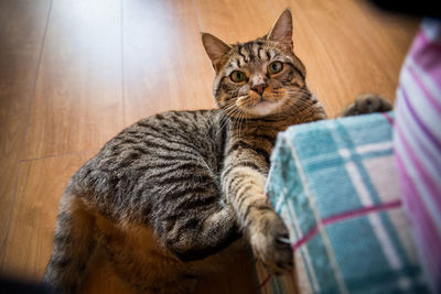 Close-up portrait of cat