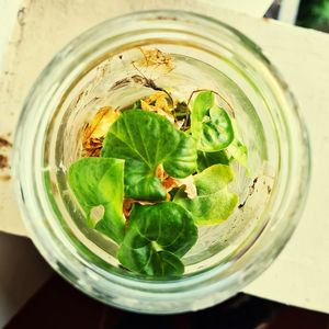 Directly above shot of green leaves in glass container