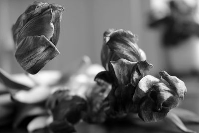 Close-up of dry flowers