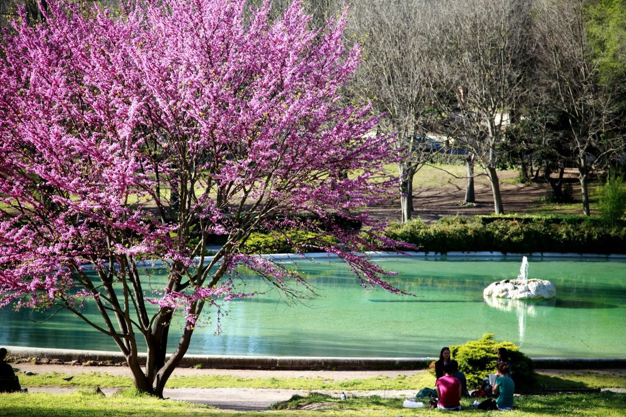 plant, water, flower, flowering plant, tree, beauty in nature, nature, freshness, day, growth, lake, blossom, fragility, tranquility, pink color, tranquil scene, outdoors, park, reflection, springtime, purple