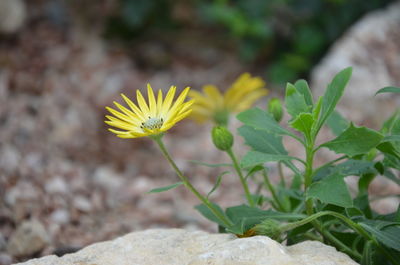 Close-up of yellow flowering plant