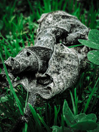 Close-up of turtle on field