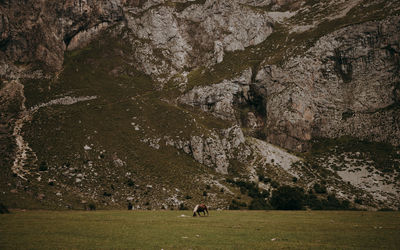 Full length of horse in a grass field agaisnt rocky wall