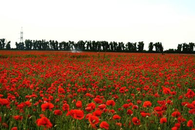 Red tulips blooming on field against clear sky