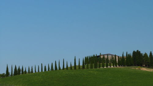 Panoramic shot of grass against clear blue sky