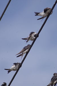 Low angle view of gray heron perching against clear sky