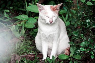Portrait of cat on plant