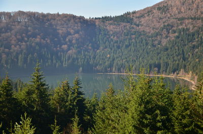 Scenic view of lake in forest against sky