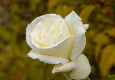 Close-up of wet rose blooming outdoors