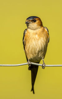 Close-up of bird perching on metal against yellow background