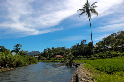 Scenic view of palm trees against sky