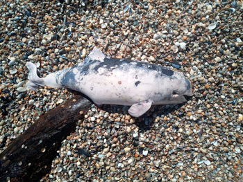 High angle view of fish on beach