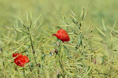 Close-up of plant growing on field