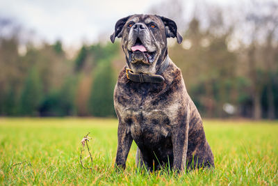 Portrait of dog on field