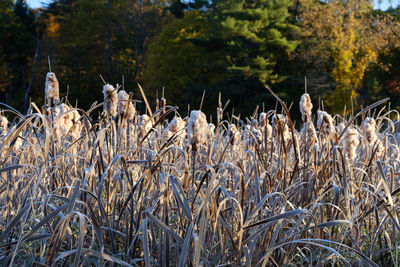 Close-up of plants against trees