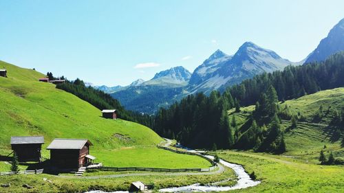 Scenic view of grassy field