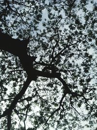 Low angle view of tree against sky